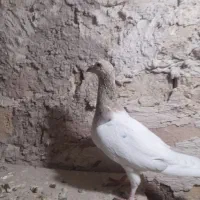 تقریبا ۴۰تا کبوتر هفرنگ نروماده