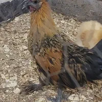 جوجه خروس زینتی