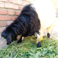 بز غاله
