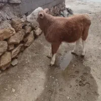 گوساله ‌درجه‌1