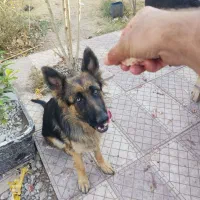 ژرمن ماده اصیل|سگ|رباطکریم, حصار مهتر|دیوار