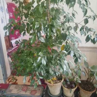 گل بنجامین حدود یک متر ونیم|گل و گیاه طبیعی|میاندوآب, |دیوار