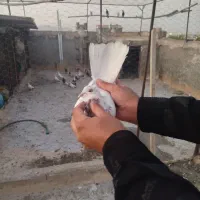 کبوتر پرشی(شکار)|پرنده|اصفهان, سلطان‌آباد|دیوار
