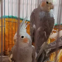 عروس هلندی آماده دستی کردن