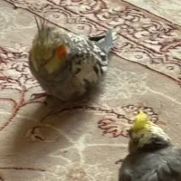 جوجه عروس هلندی ۲ماه|پرنده|شیراز, جوادیه|دیوار