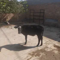 فروش گوساله ماده۱۲۰ کیلو