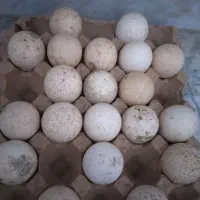 تخم بوقلمون برنز   ۵۵/۰۰۰