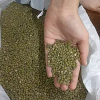 ماش محصول امسال زود پخت