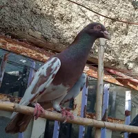کفتر|پرنده|شیروان (خراسان), |دیوار
