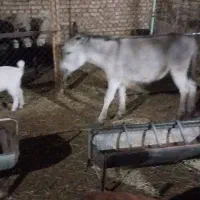 الاغ یکساله