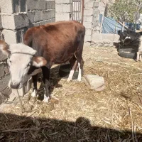 گاوفروشی شش هفت ماه که آپسته|حیوانات مزرعه|ریگ ملک, |دیوار