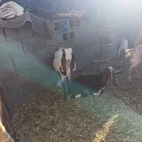 دوتا گیسه پاکستانی قیمت دوتا 15تومن|حیوانات مزرعه|قلعه گنج, |دیوار