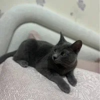 گربه|گربه|ملارد, |دیوار