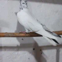 ۱۴ عدد کبوتر به فروش میرسد