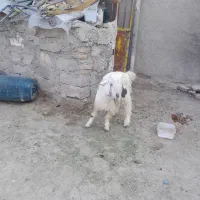 کعره نر|حیوانات مزرعه|زابل, |دیوار