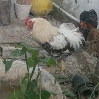 معاوضه خروس نژاد دار با مرغ تخمگزار