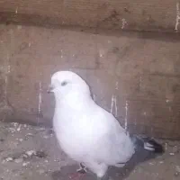 کبوتر|پرنده|لوندویل, |دیوار