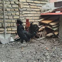 خروس