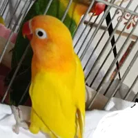 دو کوتوله زیبا بفروش میرسد