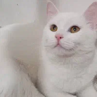 گربه بریتیش
