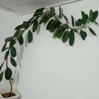 گل و گیاه خانگی