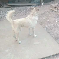 توله سگ های ۴ماهه سرابی