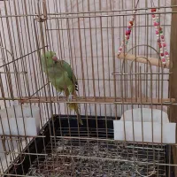 ملنگو .معاوضه با قناری