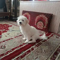 فروش سگ خانگی|سگ|اندیشه, اندیشه فاز ۱|دیوار