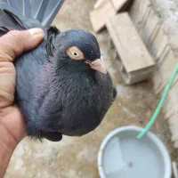 زاغ سینه ای سبز و سوسنی