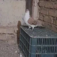 ساده زرد پز خال کله الماسی دم سفید|پرنده|تربتحیدریه, حاجی یار|دیوار