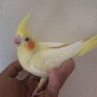 عروس زعفرانی