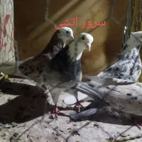 کبوتر پرشی|پرنده|نقده, |دیوار