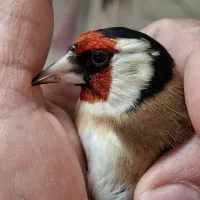 سهره حلب.چهارگل.شهرستانم قابل ارسال