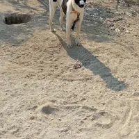 واگذاری سگ|سگ|بندر ماهشهر, |دیوار