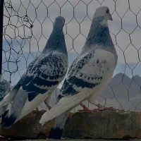 جفتگاه شامی مینا شامی ساده سیا