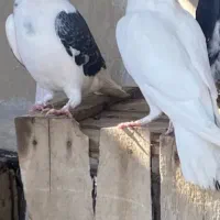 کبوتر دونه ۱۰۰