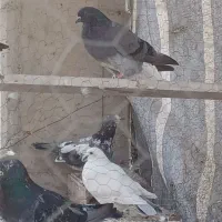 کبوتر‌پرشی‌‌برای‌فروش|پرنده|گرگان, |دیوار