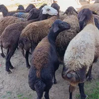 16راس گوسفند سونوگرافی شده ابستن|حیوانات مزرعه|سیمین شهر, |دیوار