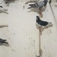 شهری تبعیدی|پرنده|شیراز, احمدآباد|دیوار