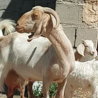 بز افغان چاق با دو کهره نرماده بزرگ