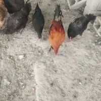 مرغ و خروس محلی