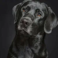 سگ لابرادور ماده