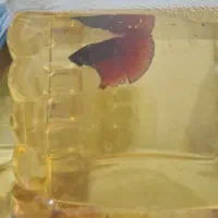 فایتر.بتا|ماهی|رشت, نظری|دیوار