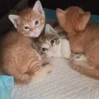 توله گربه نژاد DSH