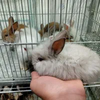 خرگوش اصل لوپی
