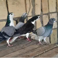 ماده خرقه ذره ایی باغشایی