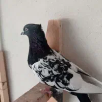 کفتر سینه.شهری.کله.سوسنی|پرنده|شیراز, کوشک میدان|دیوار