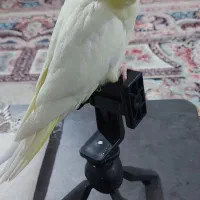 جوجه عروس هلندی دو ماهه|پرنده|تهران, مسعودیه|دیوار