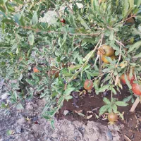 باغ در مرند|فروش زمین و ملک کلنگی|کشکسرای, |دیوار