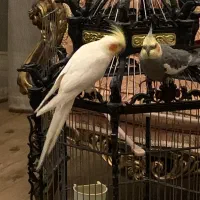 فروش یک جفت عروس هلندی